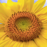 2014 : joie et sérénité !